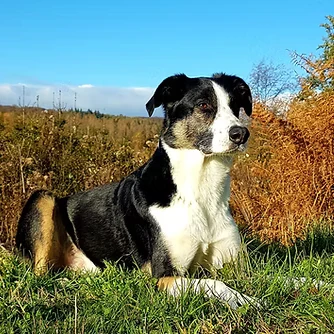 Mo im Feld
