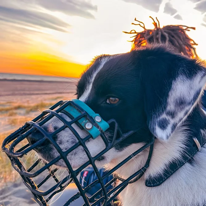 Wilma mit Maulkorb am Strand