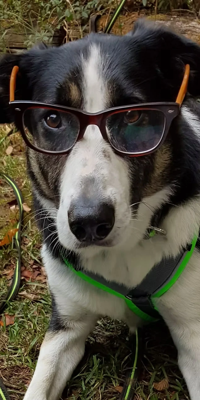 Hund mit Brille im Gras