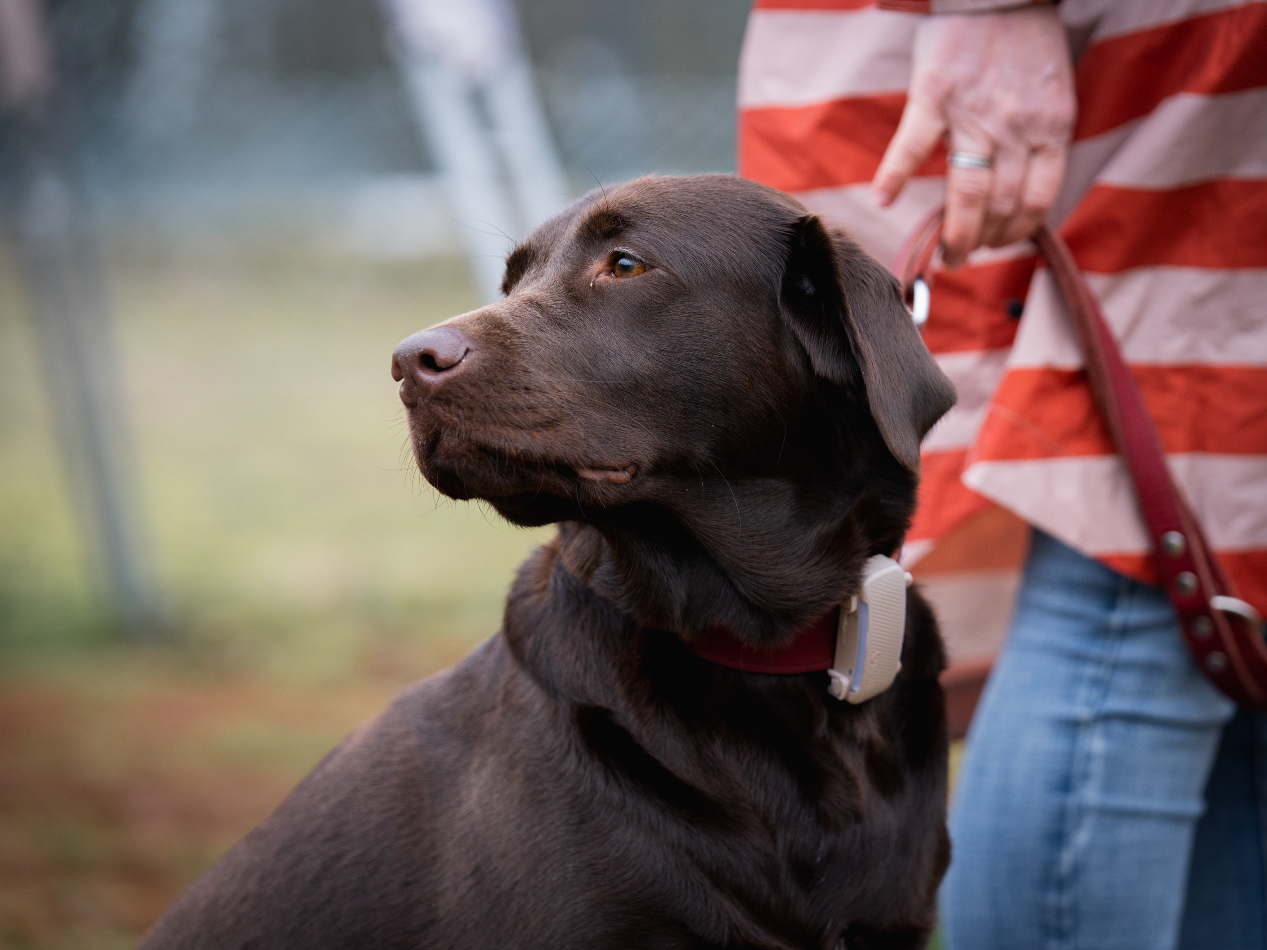 LuPieper Hundetraining -35