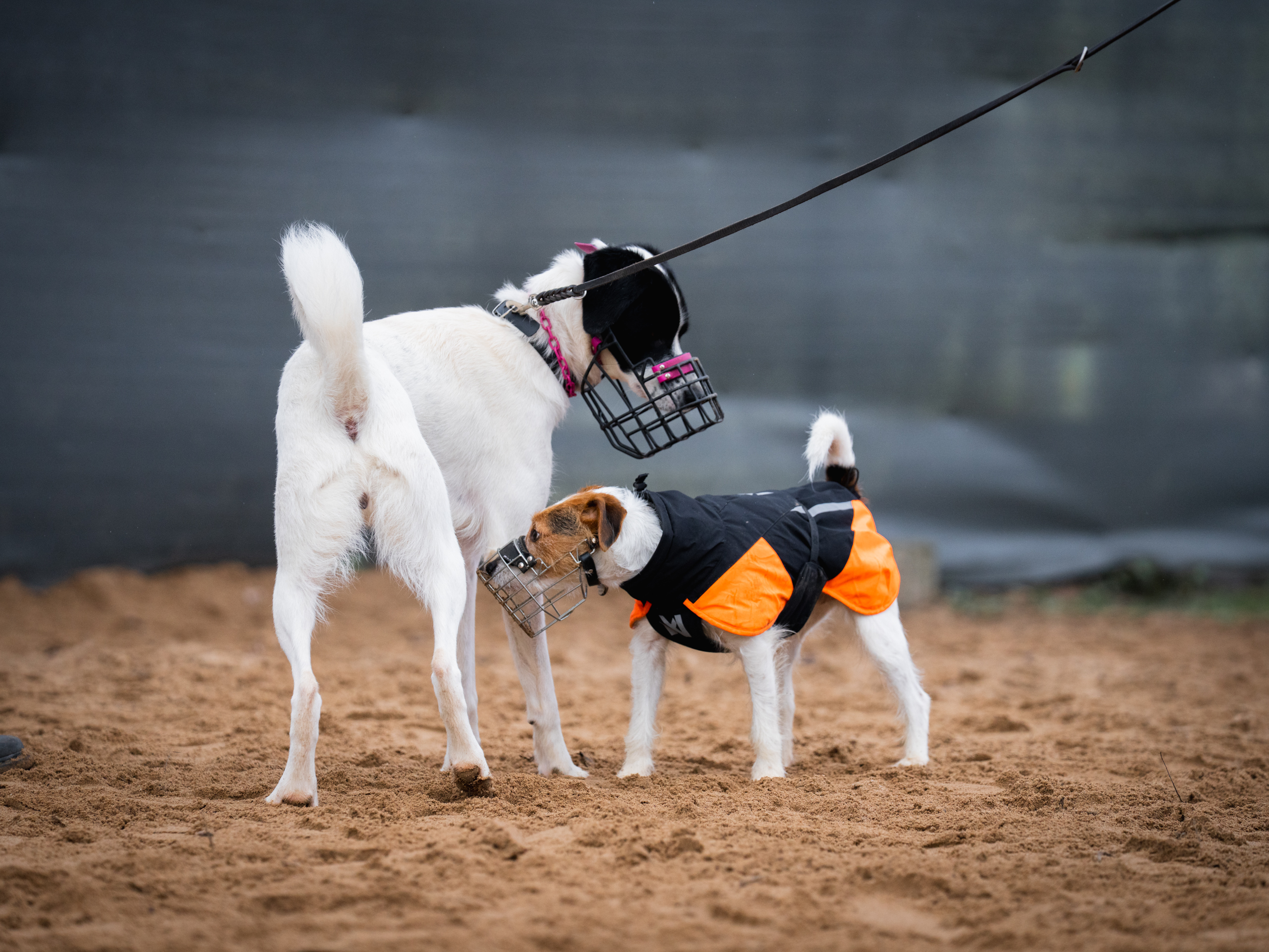 LuPieper Hundetraining -36