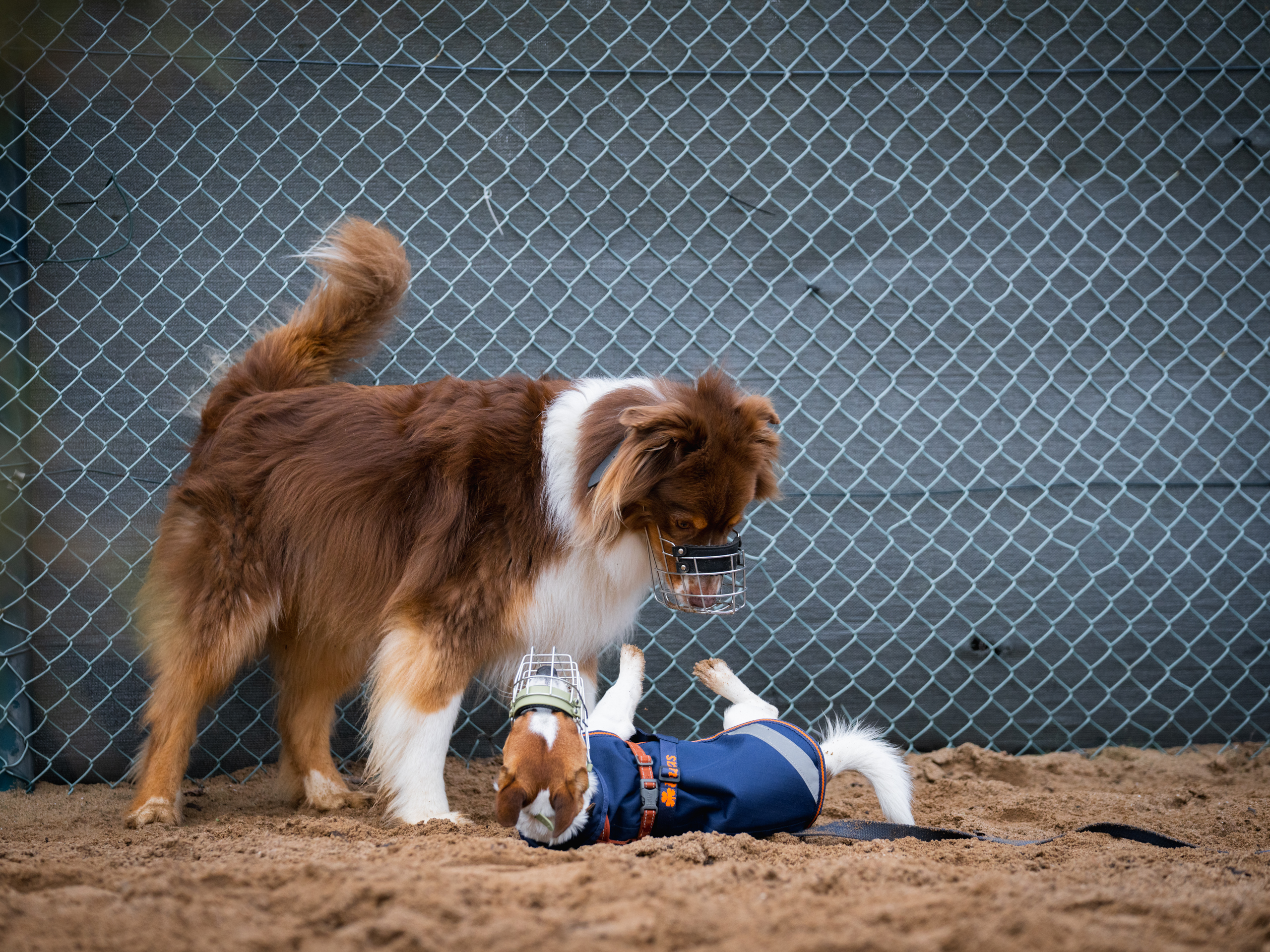 LuPieper Hundetraining -44