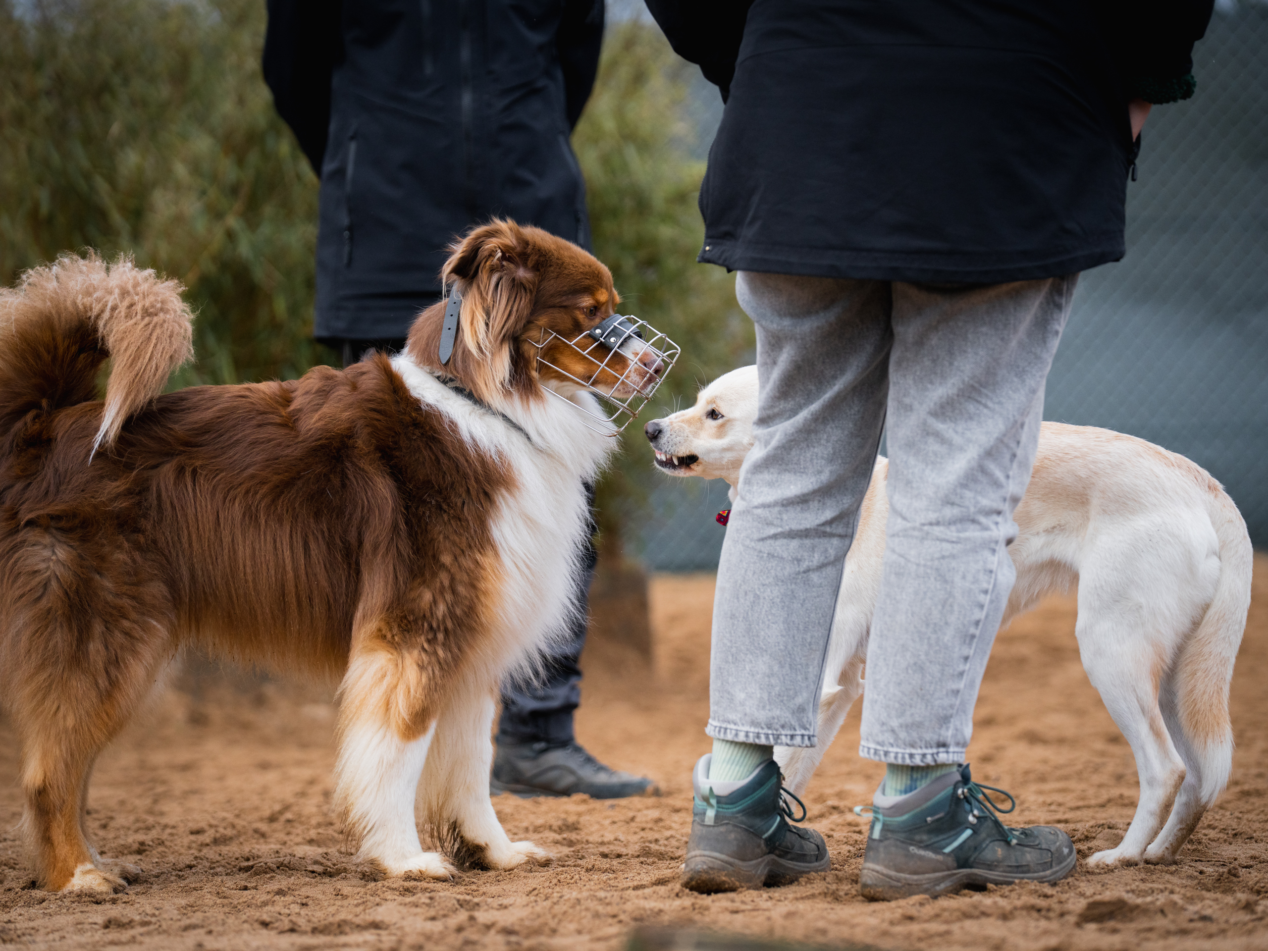 LuPieper Hundetraining -47