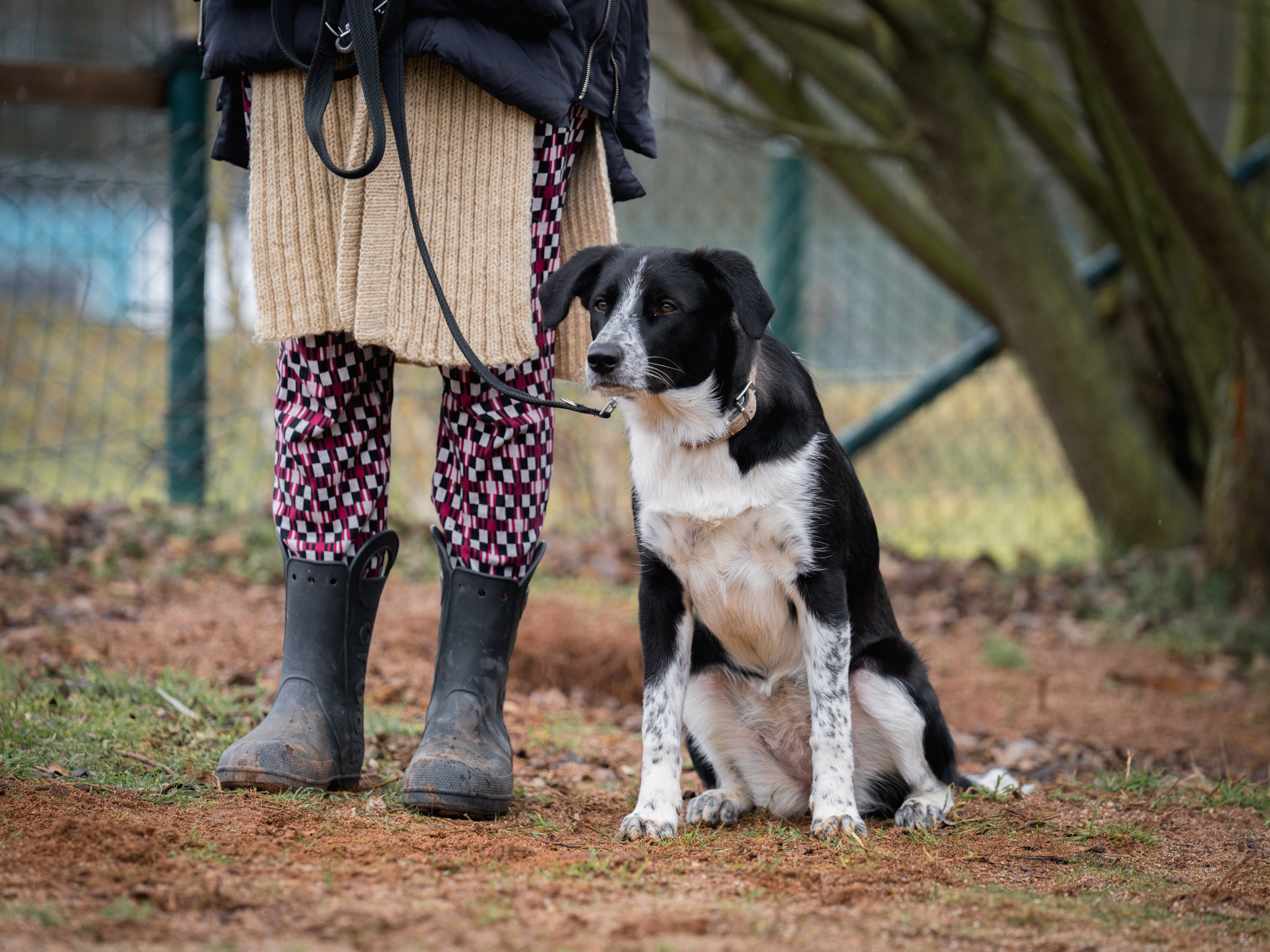 LuPieper Hundetraining -68